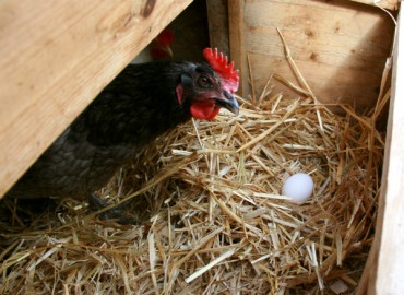 RDA Develops Animal-friendly ‘Multistage Egg-laying Hen Facilities’