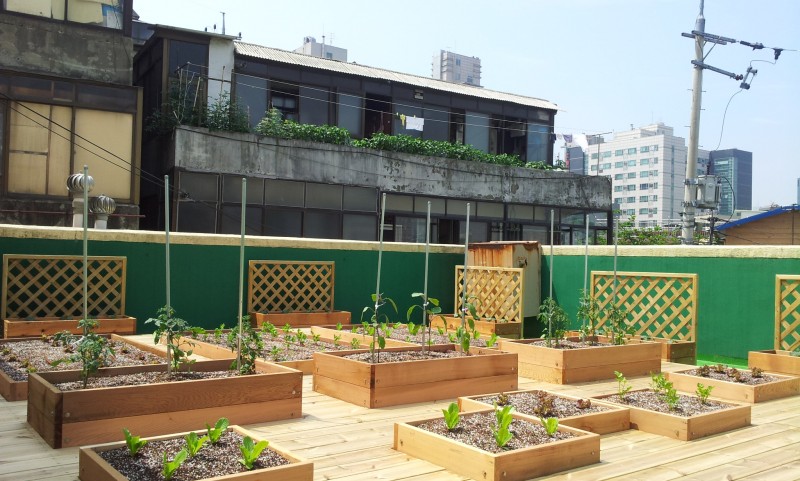 Garden Project, Pioneer in Urban Rooftop Farming