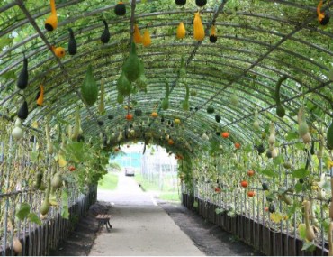 RDA to Cultivate Unique ‘Pumpkin Tunnels’ for the Summer