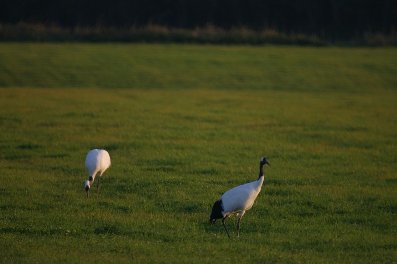 Red-crowned Crane Selected as a Species Representing DMZ