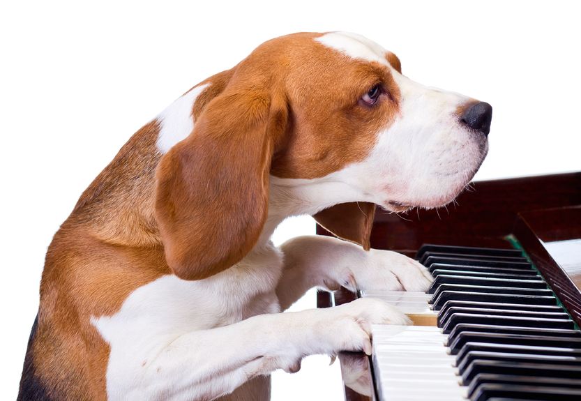 A dog playing the piano (image credit: Kobiz Media)