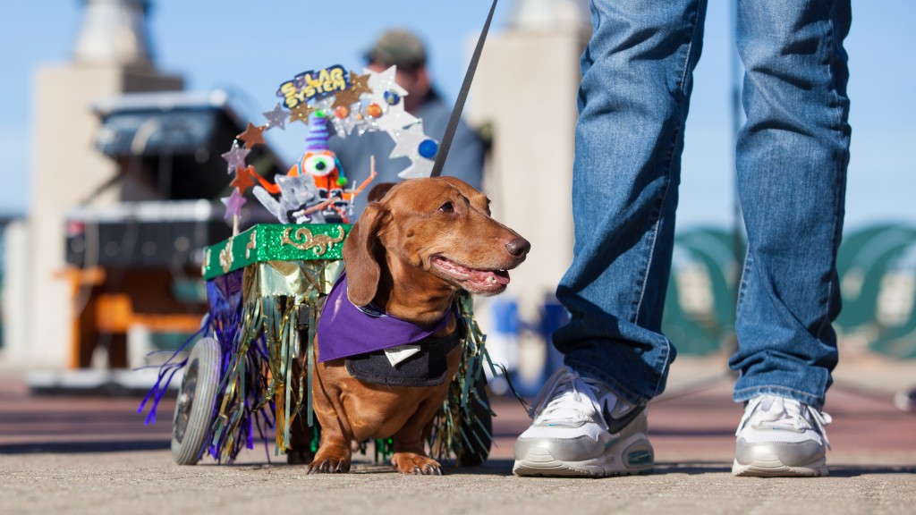 pet parade