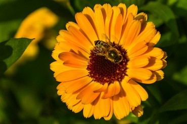 RDA Imposes Ban on Use of Neonicotinoid Insecticides to Protect Bees