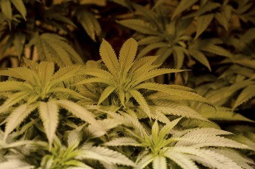 Medical Marijuana Markets Fire Up Canadian Junior Miners