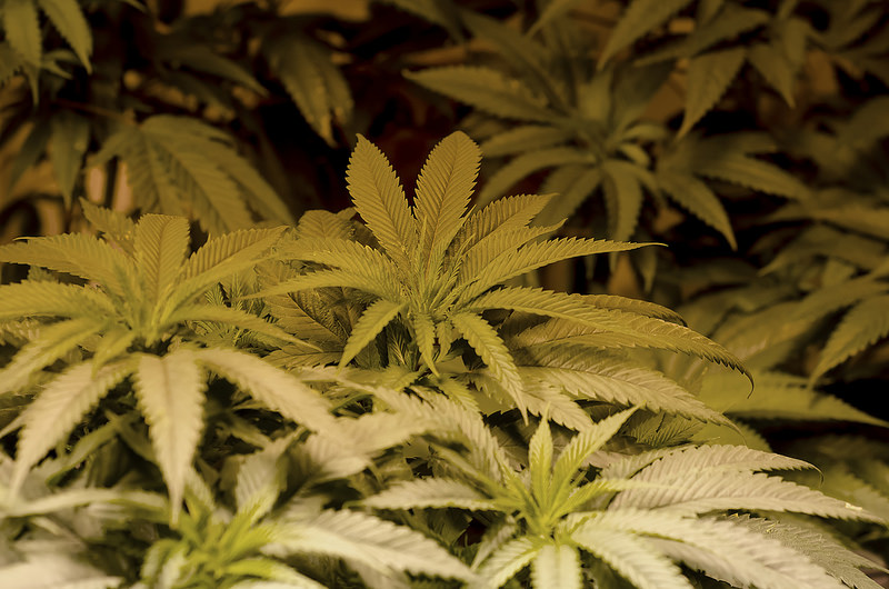 Wildflower Featured in NetworkNewsWire Publication Summarizing Amazing Profits Found in Cannabis