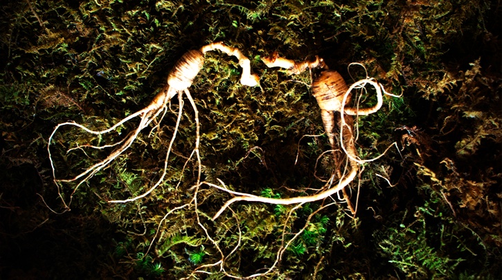 RDA Sponsors Research Project to Decode the Secret of Ginseng