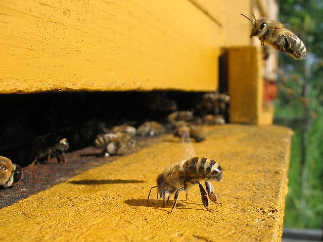 639px-Honeybee-cooling_cropped