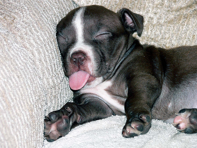 Sleepy Puppy (image by Bev Sykes/Flickr)