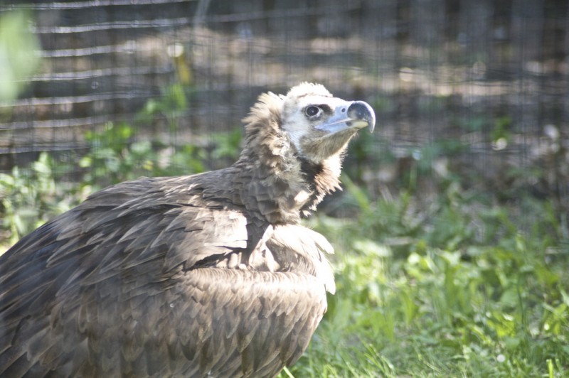 Why Vultures Don’t Get Sick from Food Poisoning