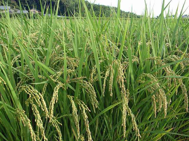 The genomic information offered by NABIC includes the genomes, Omics, next-generation sequencing of 16 plant and animal species like rice, cabbage, cow, pig and dog which are commonly grown or raised by farmers in Korea. (image: matsuyuki/flickr)