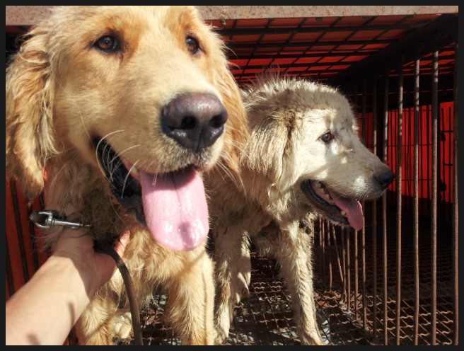 Korea to Turn Dog-slaughtered Sites into a Public Park
