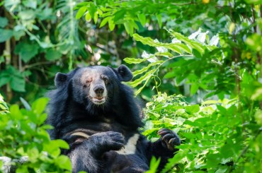 [Feature] Ecological Corridor to Link Mt. Jiri with Mt. Deogyu for Asian Black Bears