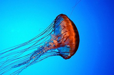 Gov’t Moves to Eradicate Invasive Jellyfish Species