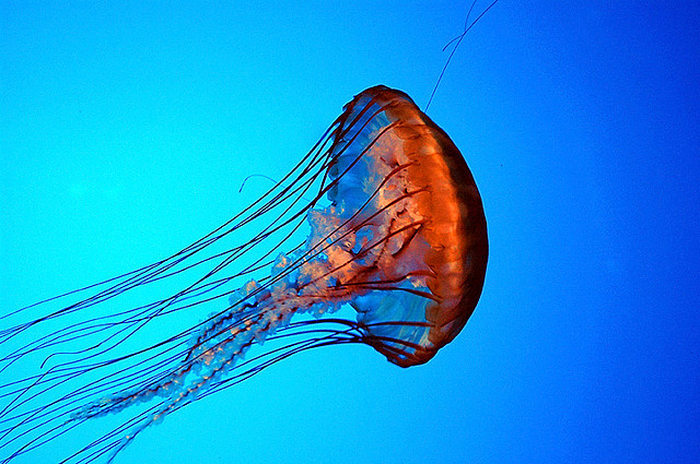 Korean Government to Deploy Jellyfish-killing Robots