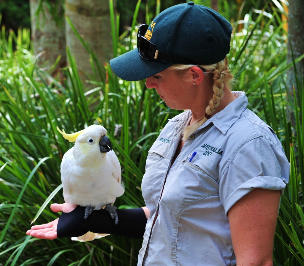 A zookeeper as a part-timer in Australia should be one of the most sought-after jobs on the planet. (image: Wikimedia Commons)