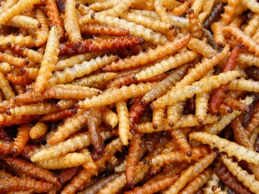 Mealworms Officially Available on Ingredients of Human Foods
