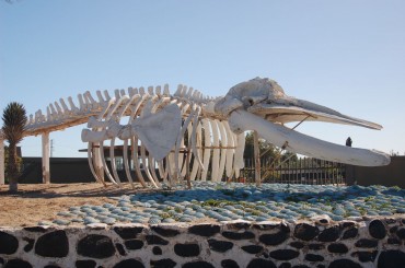 Whale Bones to Be Transformed into Artificial Bones for Medical Ends