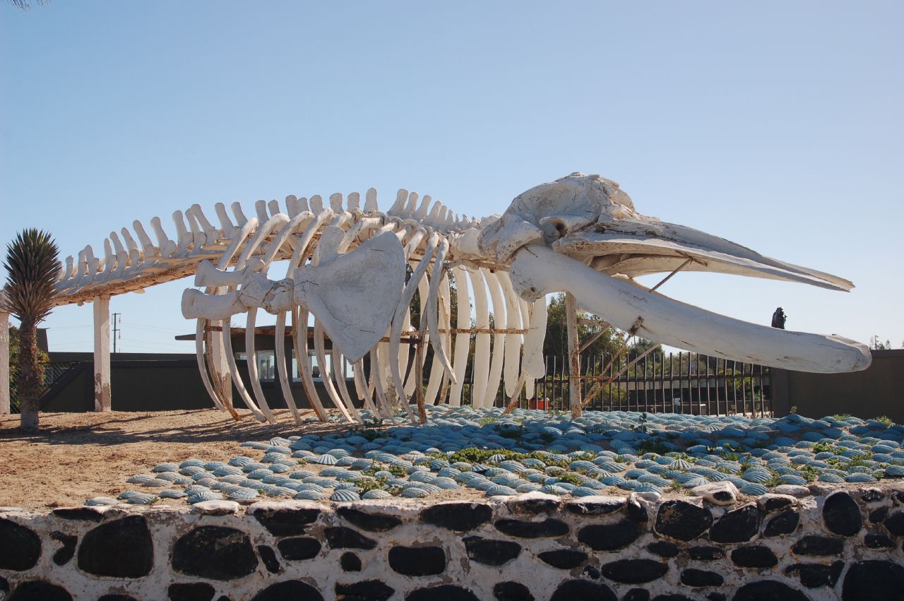 Whale Bones to Be Transformed into Artificial Bones for Medical