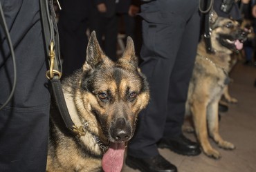 Police Plan to Clone Exceptional K-9 Dogs