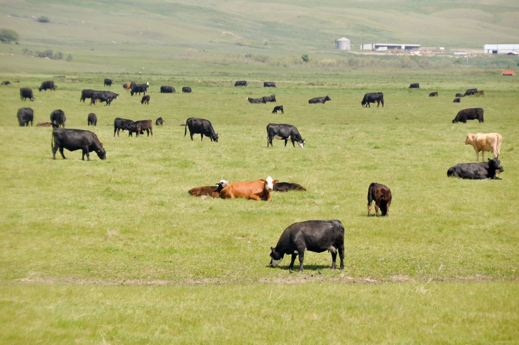 Korea will tear down the tariff on beef and pork, raising the prospect of big boost to Canada's cattle farming industry. (image: Cows on green meadow, Canada by  Kobizmedia/Korea Bizwire)