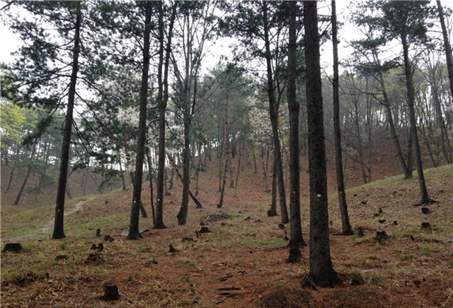  In Korea, "natural burial" practice has drawn rising interest. Korean "natural burial" is somewhat different in that it is the burial of the cremated body around a designated tree wishing both the tree and the cremated soul will live eternally. (image: 'Haneul Sup' Forest Garden in Yangpyeong, Gyeonggi Province, the nation's first public "natural burial" site/ image credit: The Office of Forestry)