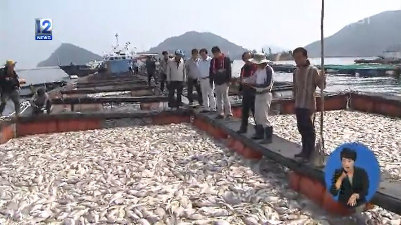 Lethal Red Tide in Southern Sea Causes Huge Fish Kills