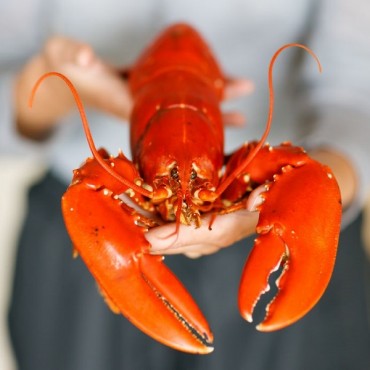 KOR-US FTA Helps U.S. Lobster Sales Soar in Korea