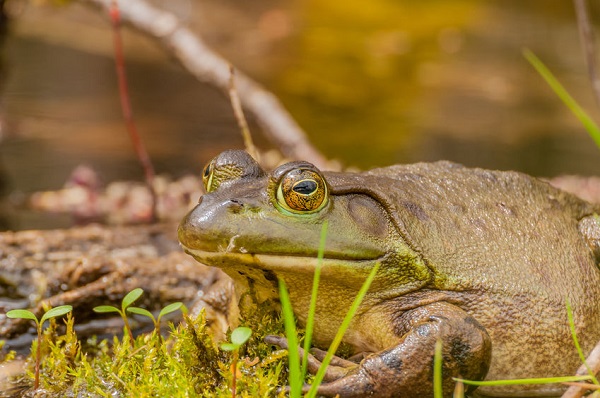 Bullfrog Breaks Korea’s Ecological System…NIER