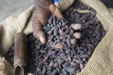 Ebola Epidemic Hurts Cocoa Farmers and Chocolate Producers