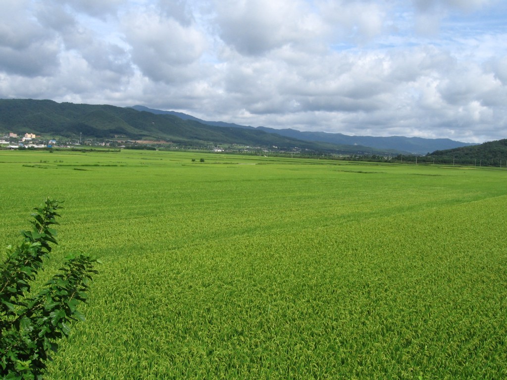 Rice fields in south korea (Wikimedia Commons)