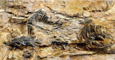 Smallest-ever Meat-eating Dinosaur Fossil Found in Korea’s Southeast