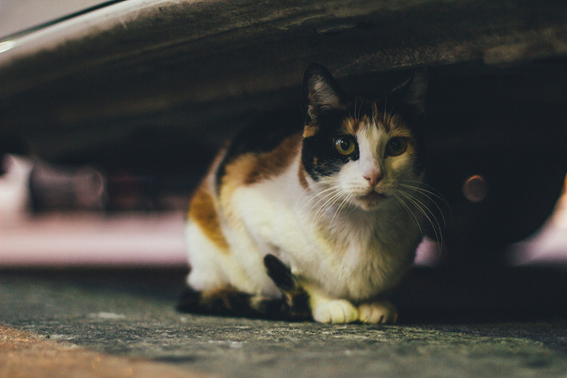 On the “Help Street Cats” site, cat protectors and citizens can share photos and information related to street cats, and users can check the location of nearby vets where they can treat injured cats, or shelters that offer food and water. (image: Leo Hidalgo/flickr)