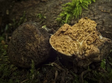 S. Jeolla Province Succeeds in Cultivating Truffle Mushrooms