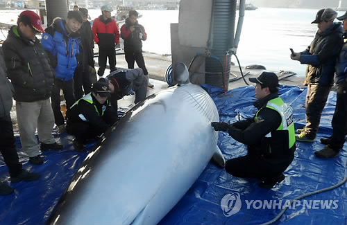 Third Minke Whale Found Stranded in Just 9 Days