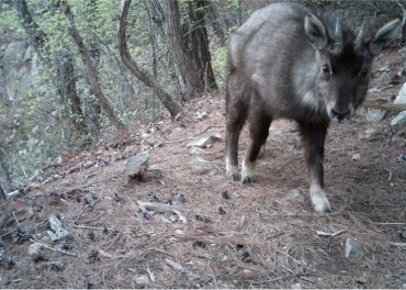 Uljin and Bonghwa Confirmed As Habitat for Endangered Mountain Goats