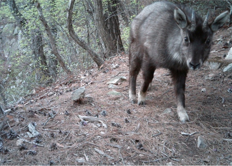 According to a one-year research project on mountain goats in Uljin conducted by the Korea National Park Service's Species Restoration Technology Institute, 68 goats inhabit Seokpo-myeon in Uljin-gun and Buk-myeon in Bonghwa-gun. (image: Daegu Environment Agency )
