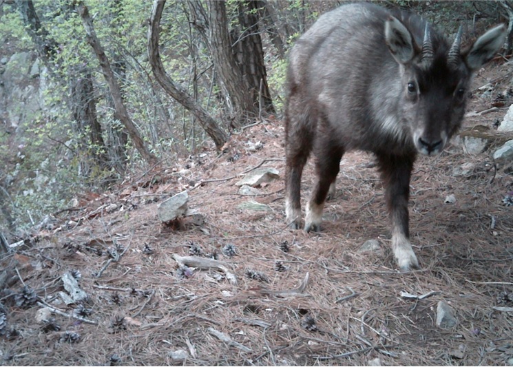 Uljin and Bonghwa Confirmed As Habitat for Endangered Mountain Goats