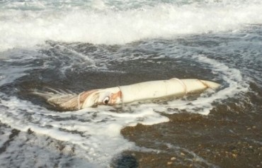 Giant Squid Found in Pohang: Edible or Not?