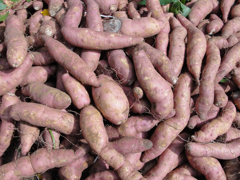 Seoul to Send Sweet Potatoes to N. Korea for ‘Nutritional’ Aid