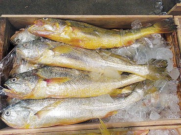 One Korean Croceine Croaker Selling for USD 500 Among Chinese