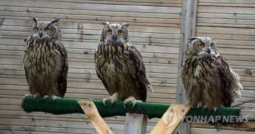 Three Artificially Hatched Eagle-owls Return to Nature