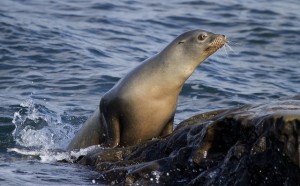 In 1904 and 1905, Japanese hunts netted around 5,600 sea lions. In total, they captured or killed a total of 14,000 sea lions at Dokdo. (image: Nathan Rupert/flickr)