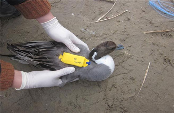 Lightest Wildlife GPS Tracking Chip Developed in Korea to Better Track AI affected Birds