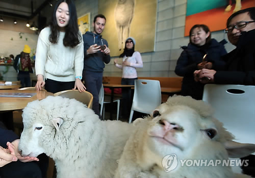Meet A Lovely Pair of Sheep at A Cafe in Seoul