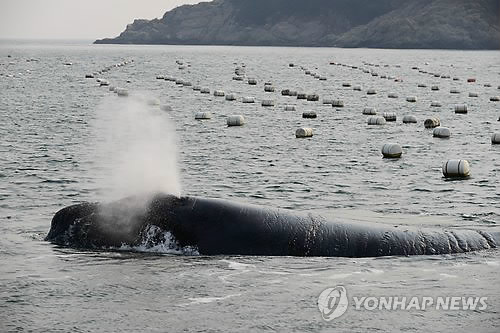 Fin Whale Spotted for the First Time in 41 Years Broke Free of Nets in Korean Waters