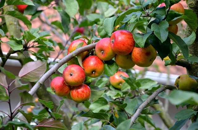 Arable land suitable for apple cultivation has rapidly decreased over the past 30 years and consequently, Korea’s most loved fruit will only be able to grow in some mountainous areas of Gangwon province. (image: condesign/pixabay)