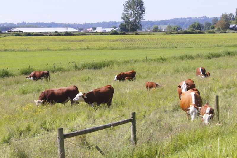 Mad Cow Outbreak Prompts Korea to Suspend Quarantine Inspections of Canadian Beef