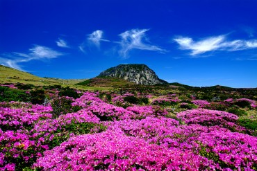 Nearly Half of Chinese Tourists to S. Korea Visit Jeju Island