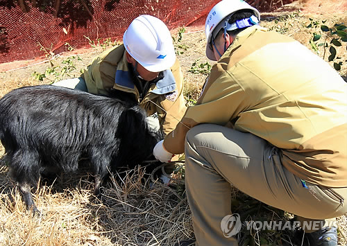 Goats, designated as one of the world's 100 worst invasive alien species by the International Union for Conservation of Nature (IUCN), have been multiplying and devouring indigenous plants on inhabited and uninhabited islands around Korea. (image: Yonhap)
