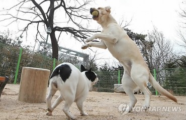 Seoul Re-Opens Two Pet Playgrounds